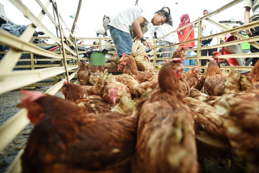 Kebangkrutan Peternak Ayam