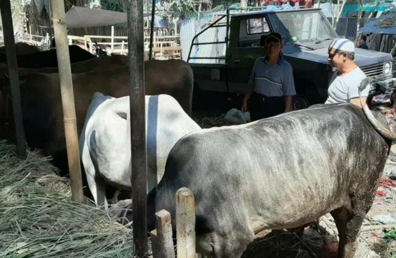 Bogor Keluarkan Panduan Pemotongan Hewan saat Covid-19