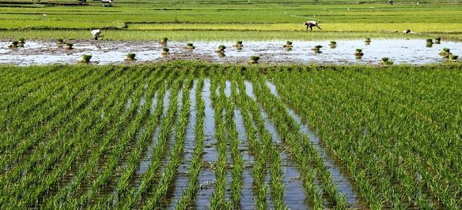 Pertanian Berperan Besar Kurangi Kemiskinan