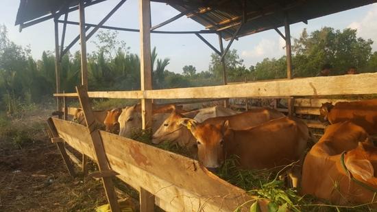 Kelompok Tani di Bungus Sukses Kembangkan Sapi Bantuan Kementan