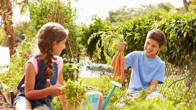 Berkebun selama Pandemi Covid-19 Dapat Menstabilkan Suasana Hati