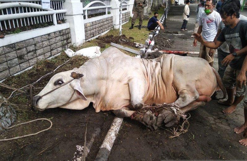 Sapi Seberat 1,2 Ton dari Presiden Disembelih di Medan 