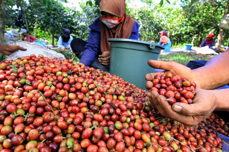 RI Bidik Pasar Kopi Vietnam