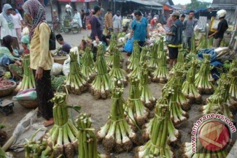 Talas 'Beneng' Banten Tembus Pasar Belanda dan Australia