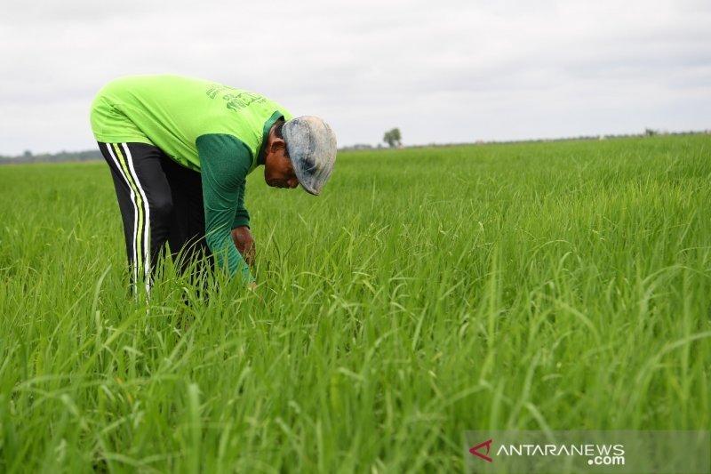 Kabupaten Banyuasin Garap Lahan Tidur 1.055 Ha Jadi Sawah