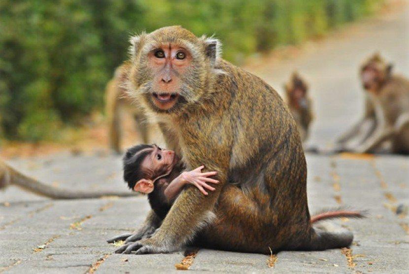 Pemkot Bekasi Libatkan JAAN Mengevakuasi Kawanan Monyet