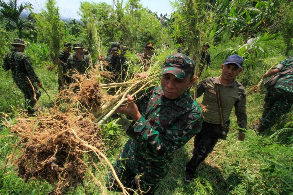 Pemusnahan Ladang Ganja