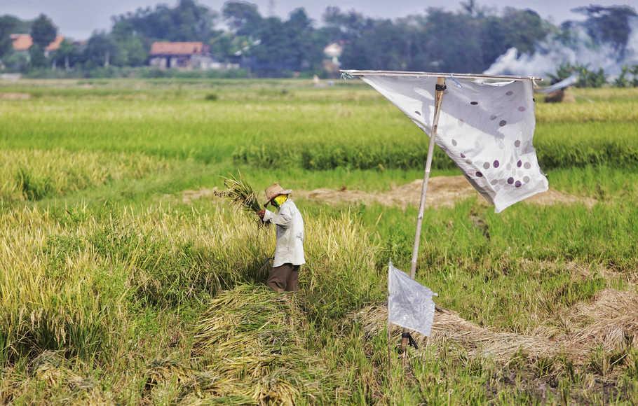 Tantangan Pemenuhan Ketersediaan Pangan di Padang