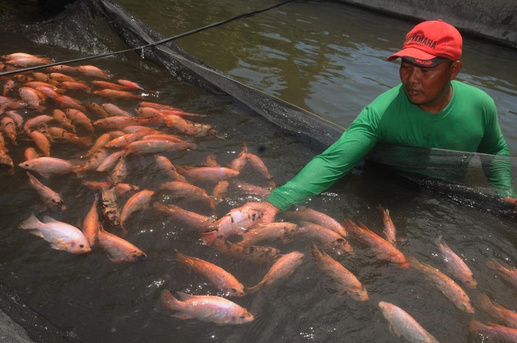 Tingginya Biaya Produksi Bebani Budidaya Ikan
