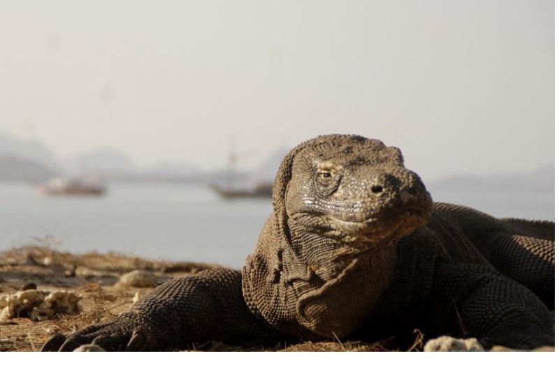 Wisatawan ke Pulau Komodo Dibatasi Maksimal 50.000 per Tahun