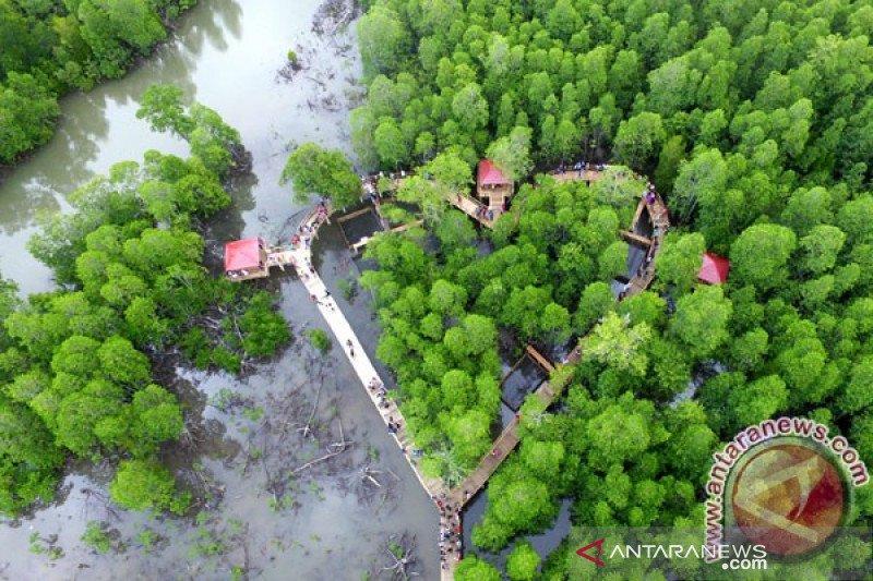 Kementerian LHK Programkan Penanaman Bibit Mangrove di Papua