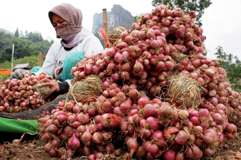 Panen Bawang