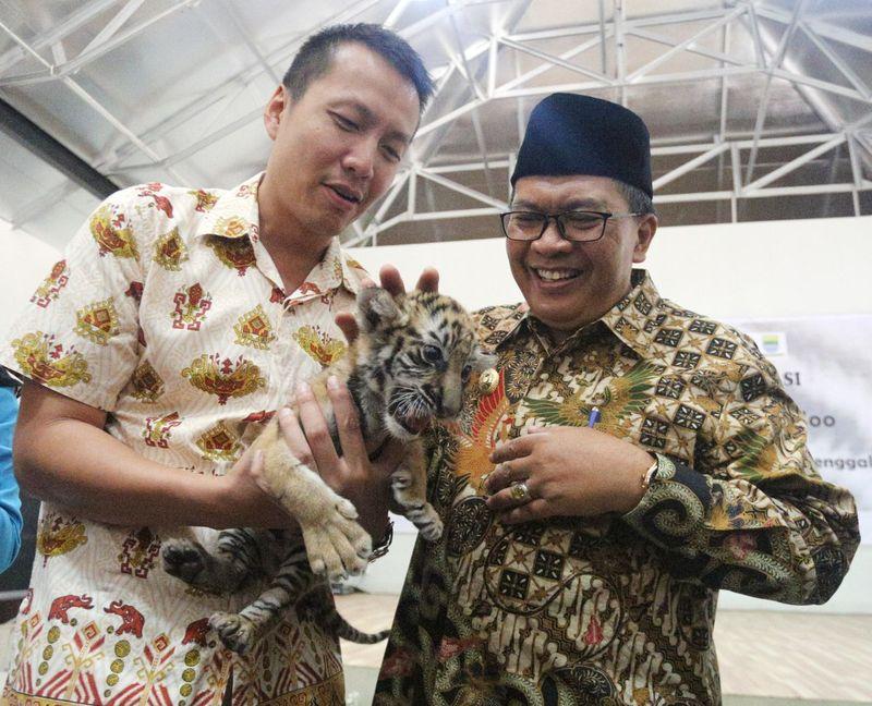 Koleksi Harimau Benggala di Bandung Zoo Bertambah