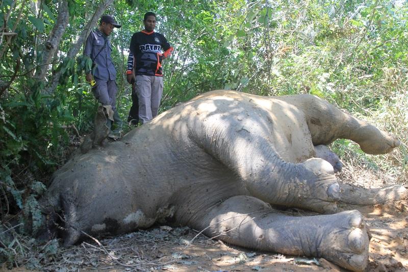 GAJAH MATI