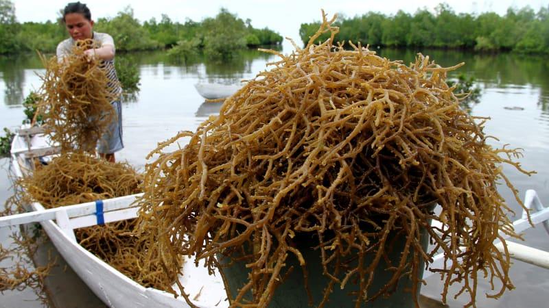 Nilai Tambah Rumput Laut Masih Minim