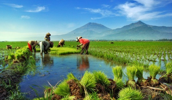 Pola Pertanian Masih Manual