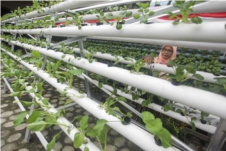 Teknik Tanam Hidroganik Lebih Sehat dan Ramah Lingkungan