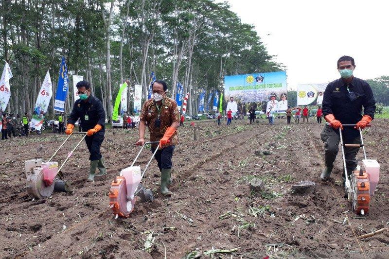 Produktivitas Jagung Dipacu