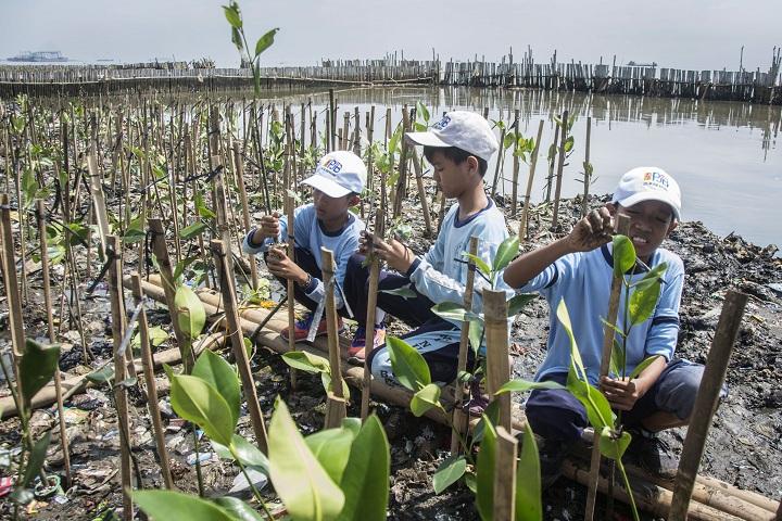 Penanaman Mangrove