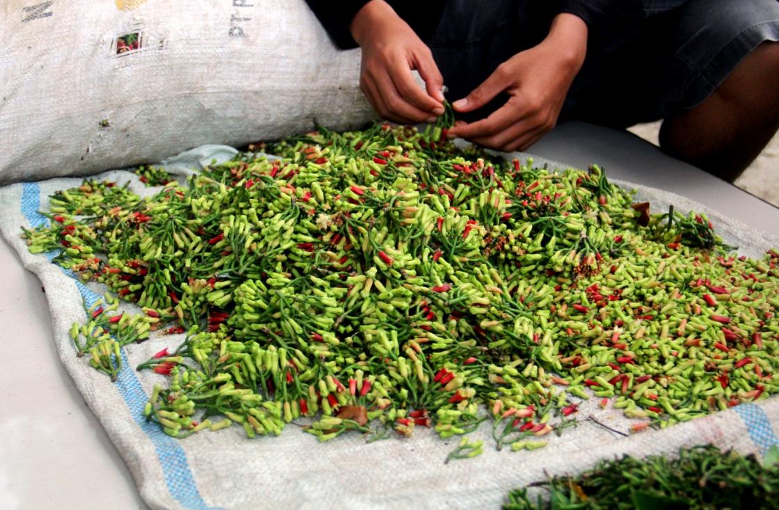 Petani Keluhkan Aturan Impor Cengkeh