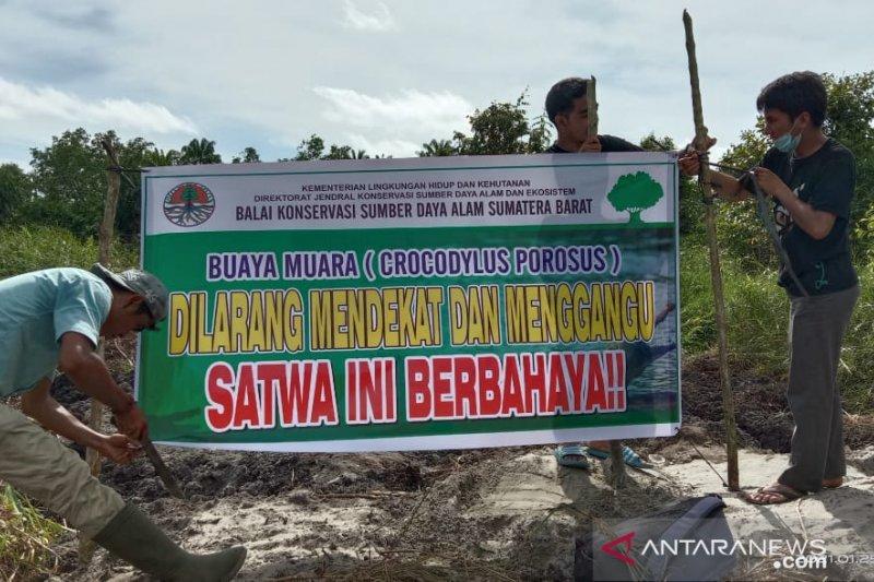 Buaya Muara Bertelur di Kebun Sawit Milik Warga Agam