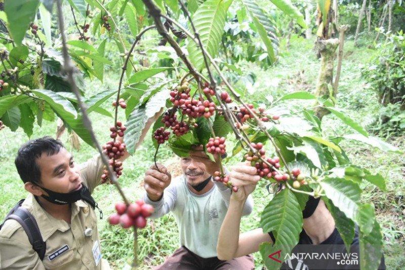 Produk Kopi UMKM Batang Tembus Pasar Australia