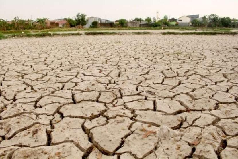 Ratusan Hektare Sawah di Bogor Terancam Gagal Panen