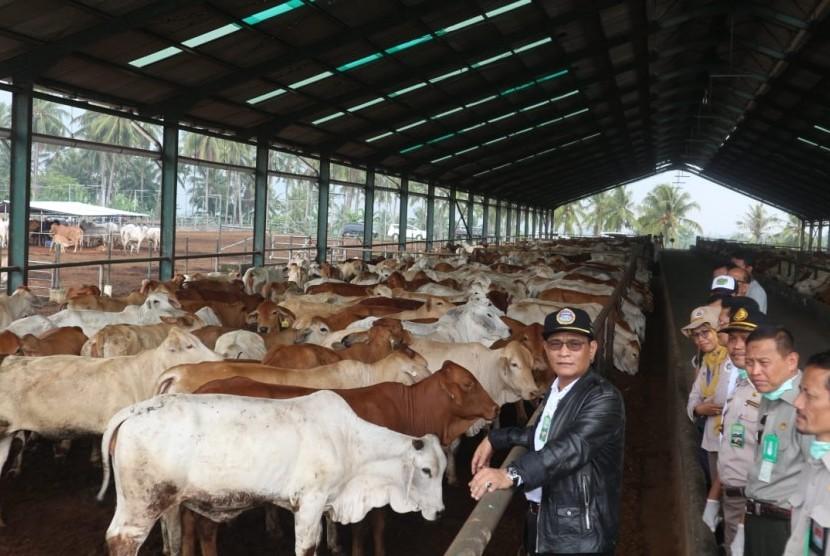 Ribuan Sapi Indukan Impor Disalurkan Ke Sumatera