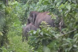 Puluhan Gajah Obrak-abrik Kebun Sawit Warga di Desa Lhok Boat 