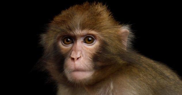 Ilmuwan Tanam Gen Manusia pada Monyet
