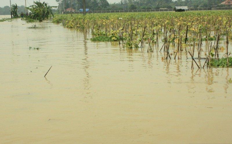 Banjir di Karawang Rendam Pemukiman Warga dan  Perawahan 