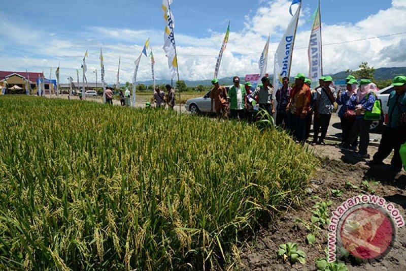 DIY Uji Coba Padi Khusus Beras Merah Inpari 24 di Gunung Kidul