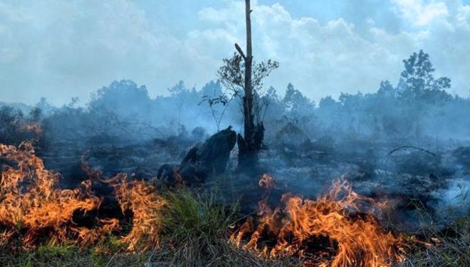 Kebakaran Hutan di Gunung Lawu Meluas