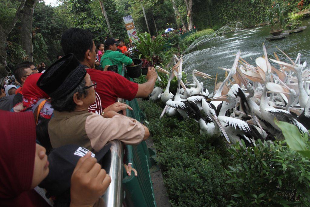 Memberi Makan Burung