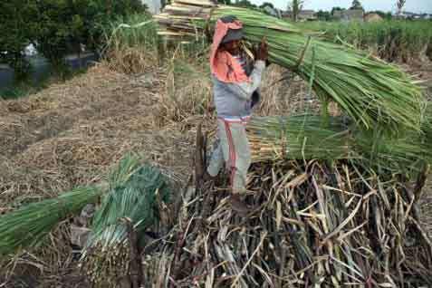 Petani Gula Kesulitan Jual Hasil Panen