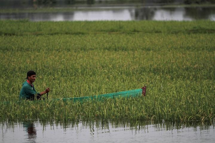 Sawah Terendam