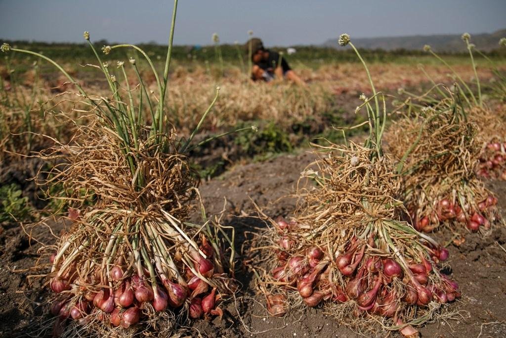 Harga Bawang Turun