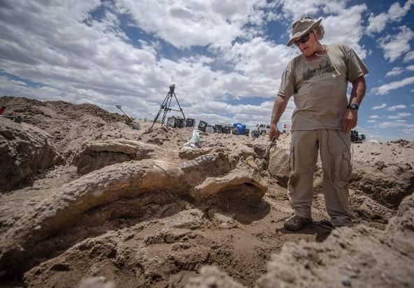 Stegomastodon Fosil Moyang Gajah yang Bertaring Empat