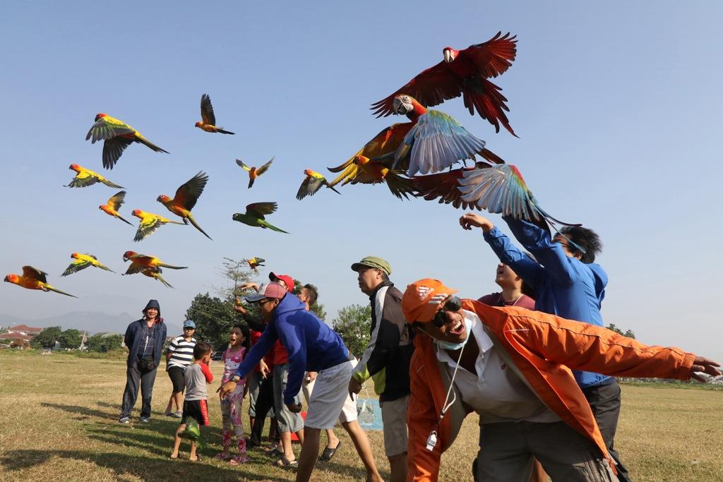 Terbangkan Burung Macaw