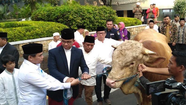 Anies Serahkan Sapi Kurban Jenis Limousin ke Pemprov DKI