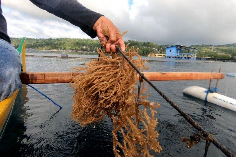 KKP Bakal Bangun Sentra Rumput Laut di Indonesia Bagian Timur