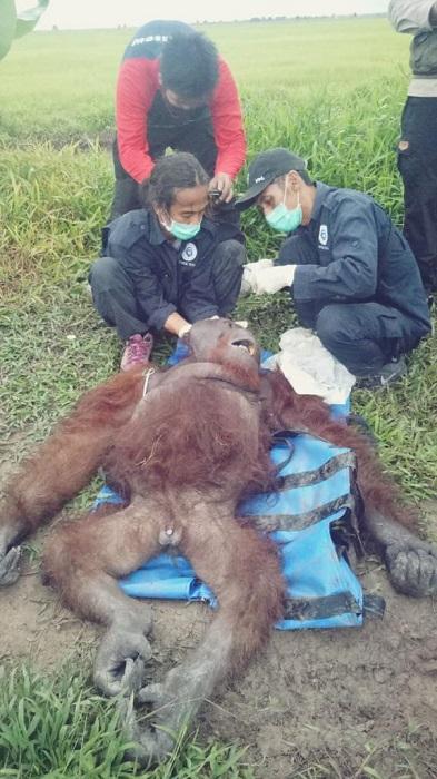 Dapat Laporan di Medsos, BKSDA Kalteng Selamatkan Orangutan di Sampit