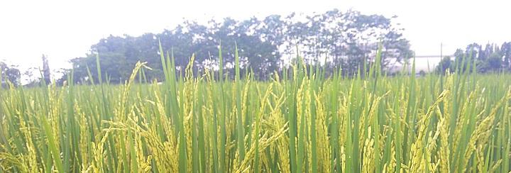 Padi Super Pulen dari Universitas Jenderal Soedirman