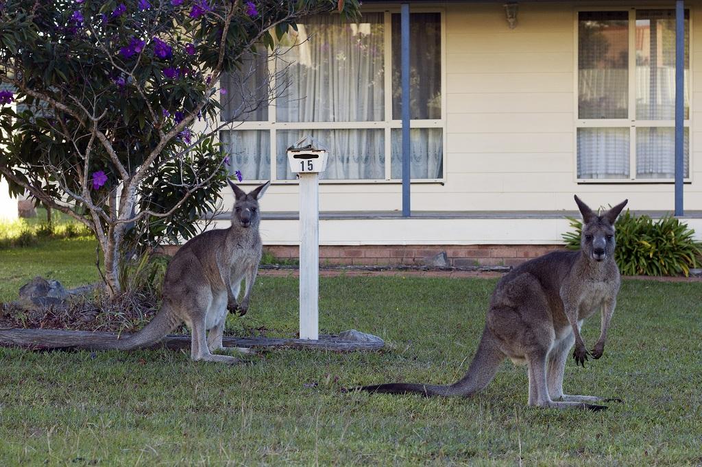 Gerombolan Kanguru Serbu Canberra
