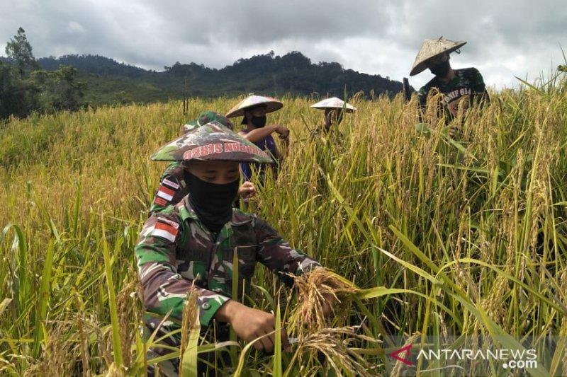 Prajurit Pamtas Bantu Panen Perdana Padi Warga Long Pujungan