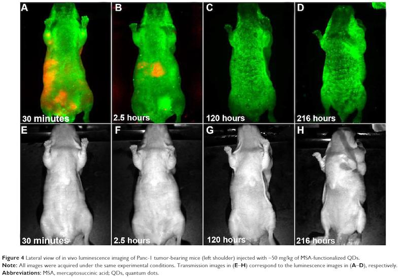 Polimer Nanopartikel untuk Mengobati Tumor