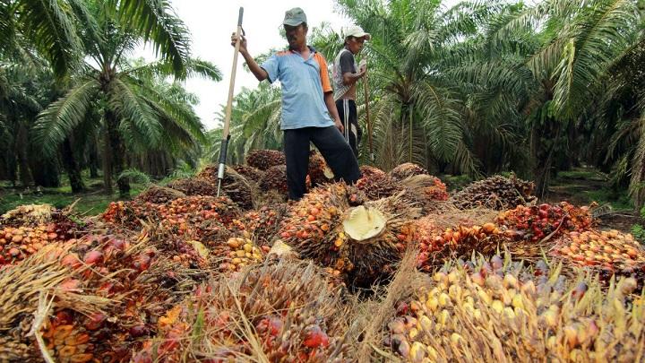 Industri Sawit Nasional Mesti Dipacu