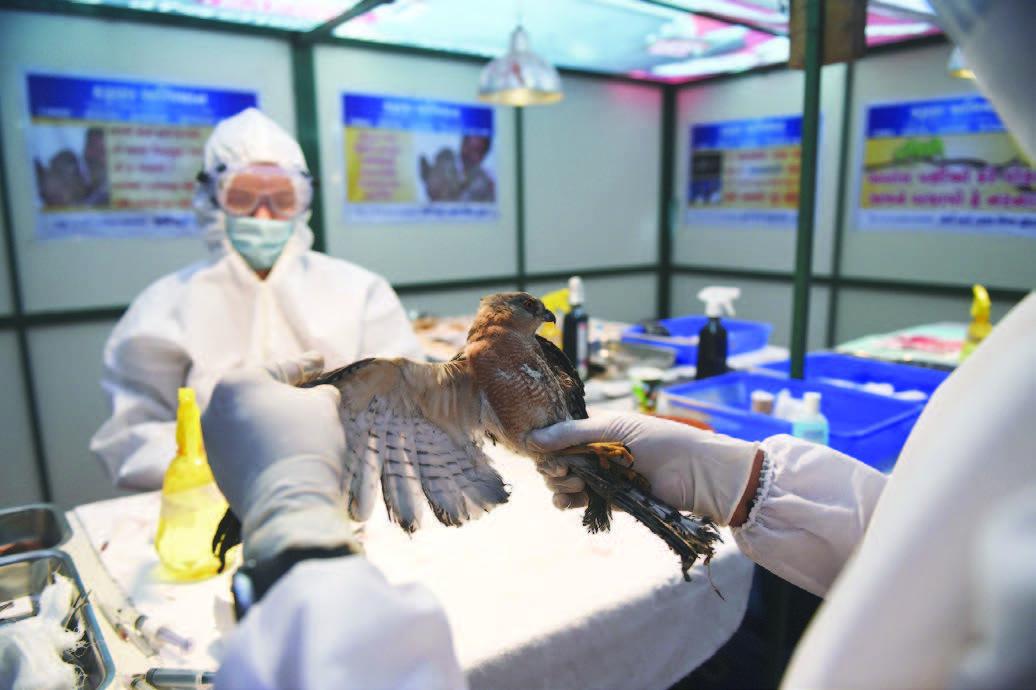 Di Tengah Pandemi, Flu Burung Mengancam Negara-negara di Asia