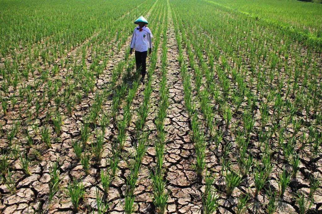 Sawah Mengering