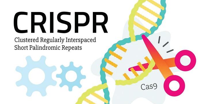 Rekayasa Genetika Manusia dengan CRISPR
